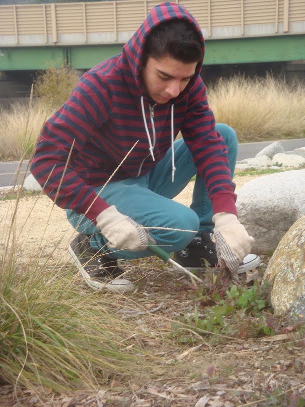 Clark junior Alec Badalian is pulling weeds. After finding out that the activity pays with community service hours, he decided to put his all in it.