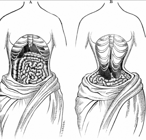 An illustration depicting the damages done to organs in the body from a waist trainer. 