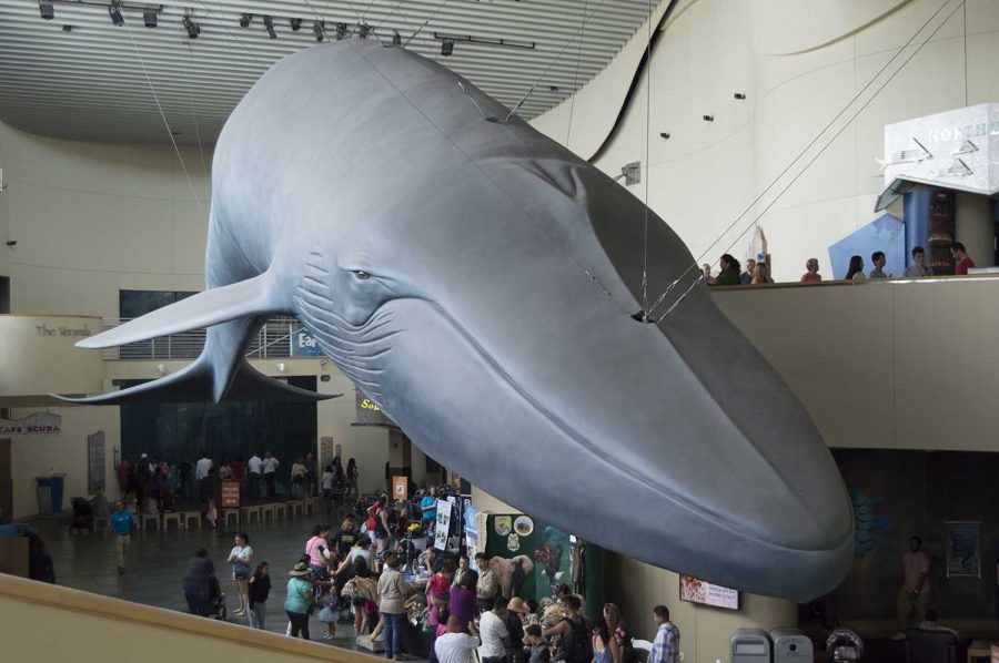 The+life-size+blue+whale+sculpture+in+the+aquariums+main+lobby.