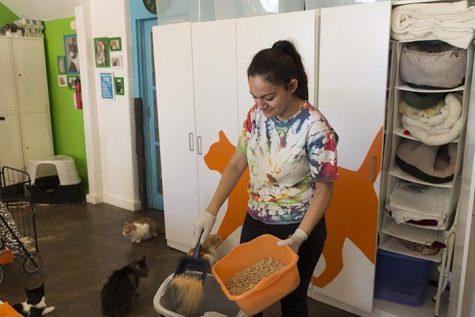 Cleaning a litter box as cats roam around the shelter. 