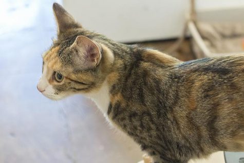 An adoptable cat gets ready for lunch time.