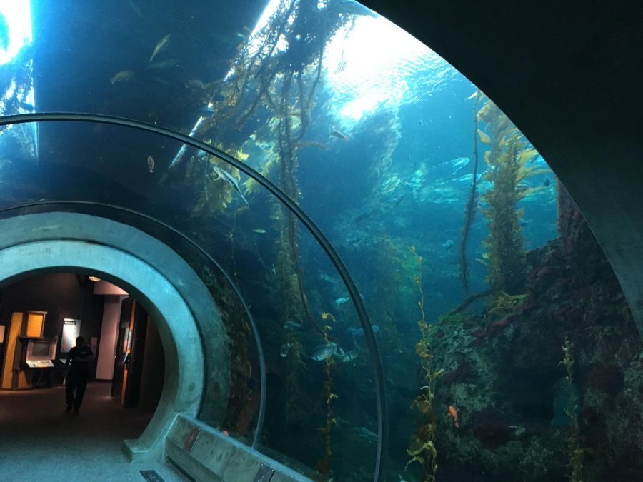 The+Science+Center+kelp+forest+tanks+tunnel.