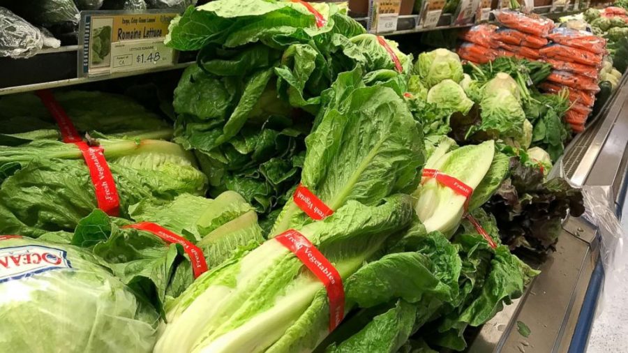 Romaine+lettuce+in+supermarkets+is+found+to+be+contaminated+with+the+bacteria+E.+coli.
