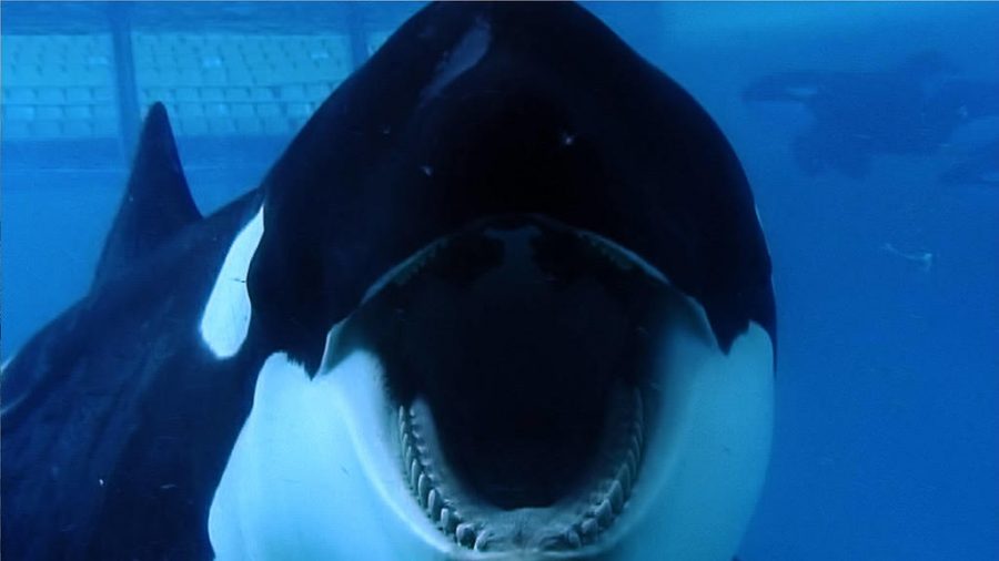 Orcas at SeaWorld often act aggressively due to their captivity.