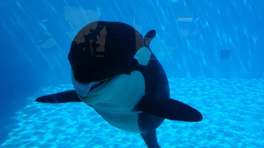 Amaya, the orca who died in captivity at just six years old. 