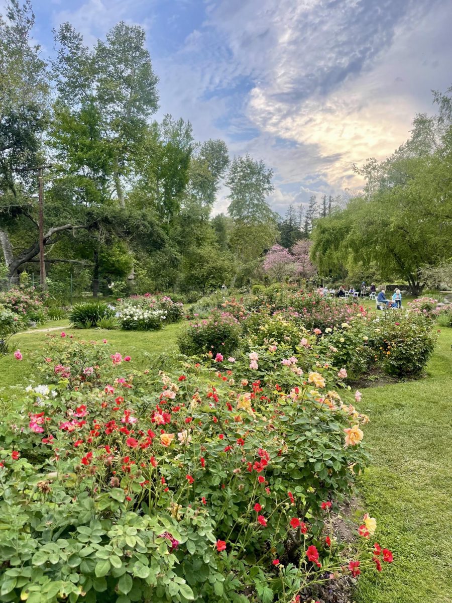  Colorful flowers found in the Descanso Gardens